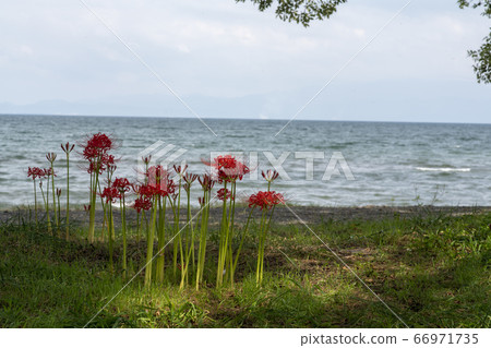Cluster amaryllis of Lake Biwa Katsurahama 66971735