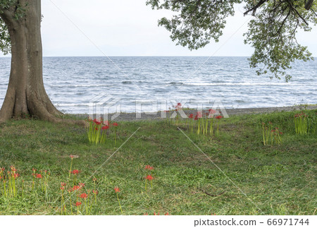 Cluster amaryllis of Lake Biwa Katsurahama Cluster amaryllis of Lake Biwa Katsurahama 66971744