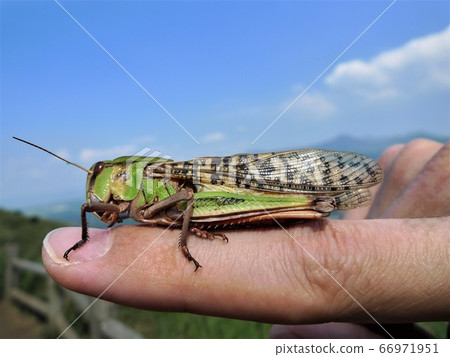 Tonosama grasshopper perching on the index finger Tonosama grasshopper perching on the index finger 66971951