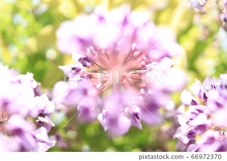 Wisteria flowers 66972370