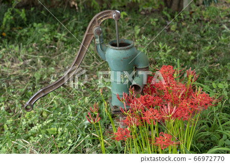 琵琶湖源吉哈馬的群集孤挺花和手動泵 66972770