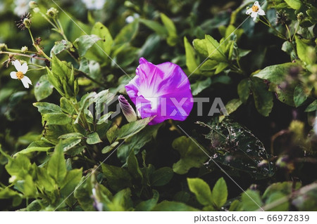 Featured image of post The Best 25 Yugao Flower