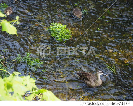 Cargamo Cargamo 66973124