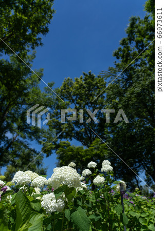 白色繡球花“ Anabel” 白色繡球花“ Anabel” 66973611