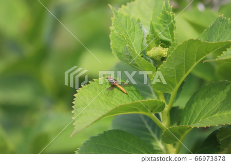 Hunting spiders on hydrangea leaves! 66973878