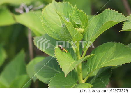 Hunting spiders on hydrangea leaves! 66973879