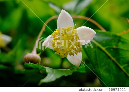 Plum blossom sweet green tea which blooms quietly Plum blossom sweet green tea which blooms quietly 66973921