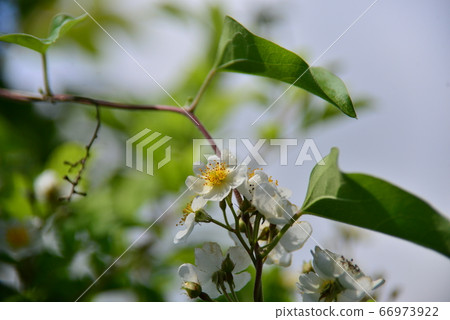 White flowers of Nobara 66973922