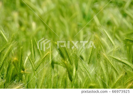 麥草的耳朵 66973925