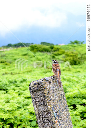 Wild Bird Bunting Twitter Wild Bird Bunting Twitter 66974451