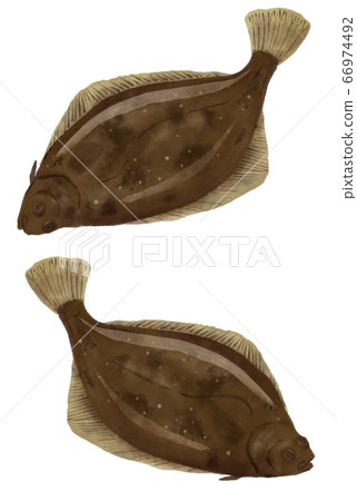 Illustration of flatfish facing right and left 66974492