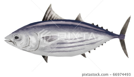 Skipjack illustration 66974493