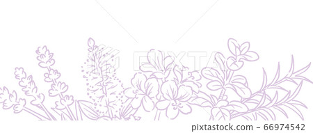 A sketch illustration of herbs for aromatic oils that can be used for banners, backgrounds, etc. Vector image 66974542