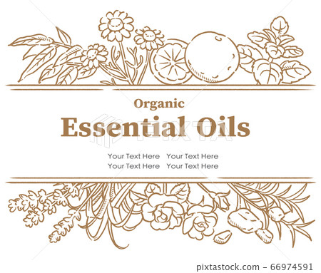 用用於香精油的草藥設計。矢量圖像 66974591