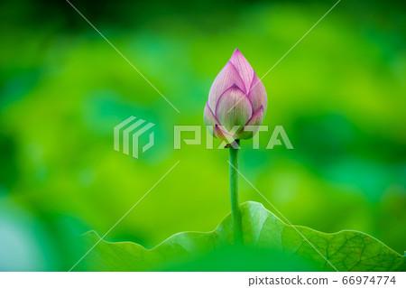 Kao in the rain Lotus flower blooming brilliantly in the ancient forest 66974774