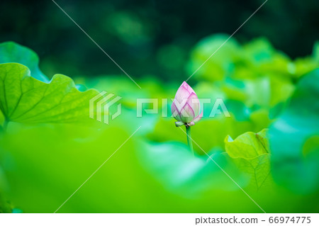 雨中的花王蓮花在古老的森林中絢麗綻放 66974775