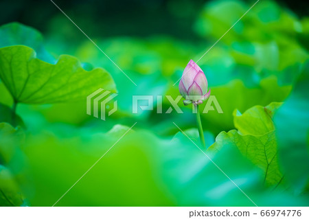Kao in the rain Lotus flower blooming brilliantly in the ancient forest 66974776