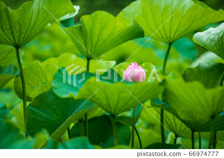 雨中的花王蓮花在古老的森林中絢麗綻放 66974777