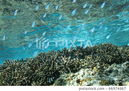 Coral reef and damselfish 66974867