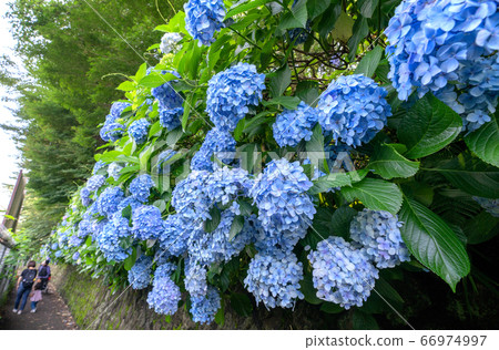 Japan's Tokyo cityscape: Hydrangea coloring the rainy season is popular = Asukayama Park / Asuka's small path 66974997