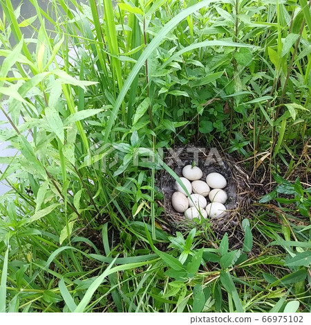 Eggs of duck on the shore of Lake Biwa Eggs of duck on the shore of Lake Biwa 66975102