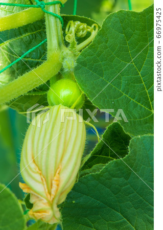 Cultivation of pumpkin pumpkin in the vegetable garden, pumpkin flowers 66975425