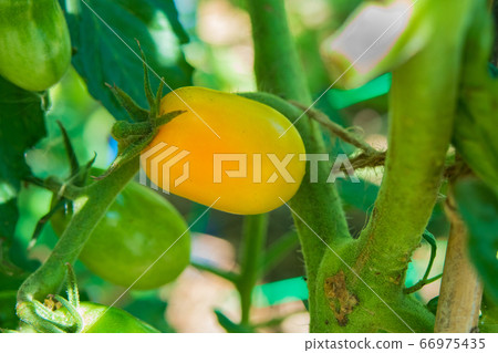 Cultivation of tomatoes in the kitchen garden, still blue tomato fruits and ripe tomatoes 66975435