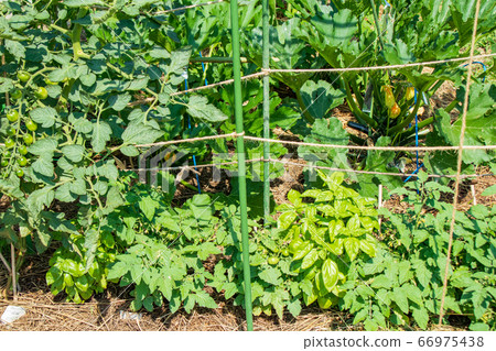 七月的家庭花園。西紅柿和西葫蘆的栽培 66975438