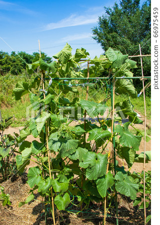 Cucumber cultivation in the kitchen garden Cucumber cultivation in the kitchen garden 66975459