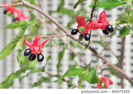Mickey Mouse Fruit Mickey Mouse Fruit 66975485