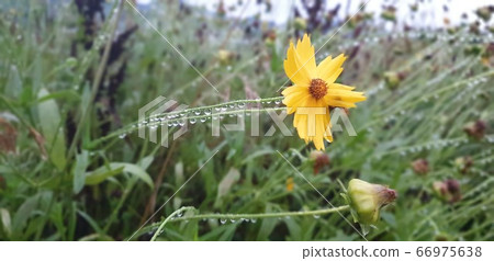 黃金基數不足 66975638