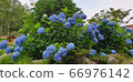 繡球 66976142