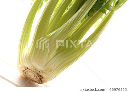 celery  66976233