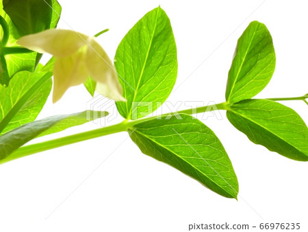 Pea flowers Pea flowers 66976235