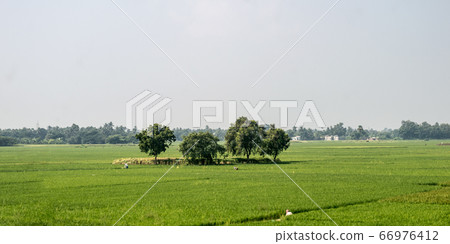 Trees on green spring meadow. Countryside 66976412