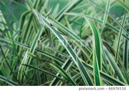Green plant leaf abstract background. Green plant leaf abstract background. 66976538