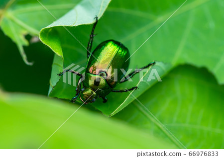 甲蟲 甲蟲 66976833