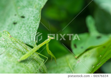 Mantis larva Mantis larva 66976834