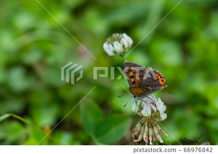 Lycaena phlaeas Lycaena phlaeas 66976842