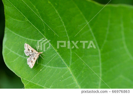 Shiroaya Himenomeiga 66976863