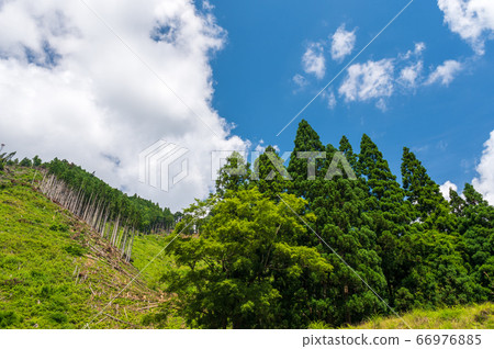 Kurama's felled forest 66976885