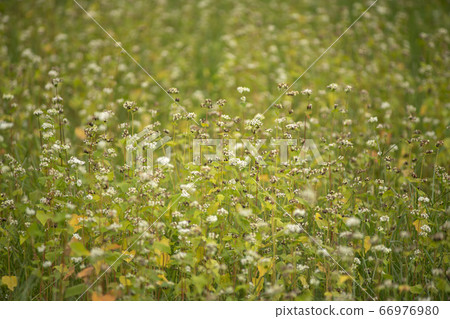 Buckwheat field Buckwheat field 66976980