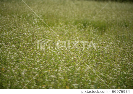 Buckwheat field Buckwheat field 66976984