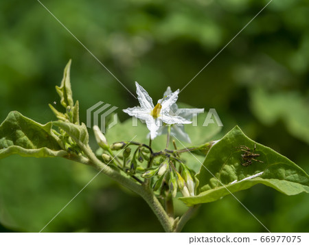 Close up flower of Solanum torvum, Common Asiatic 66977075