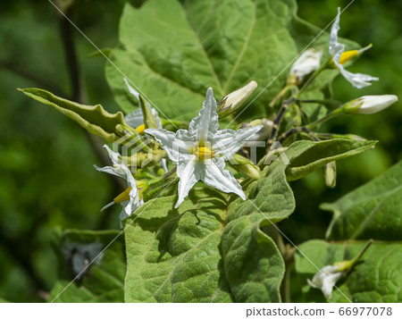 Close up flower of Solanum torvum, Common Asiatic 66977078