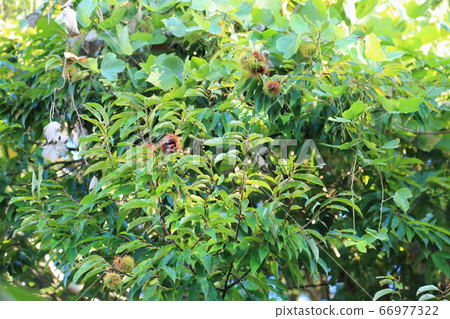 Chestnut fruit 66977322