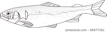 Vector illustration of natural sweetfish Line drawing 66977362