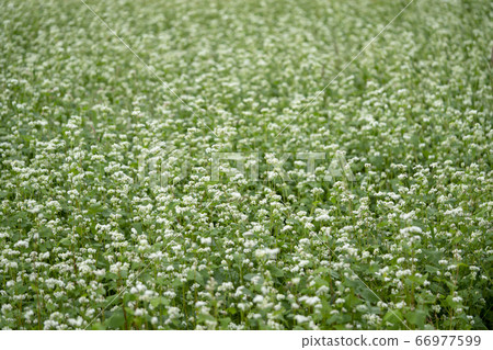Buckwheat field Buckwheat field 66977599
