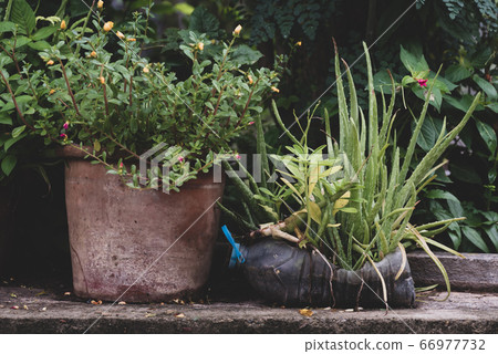 Plastic bottle water DIY for planting plant and decoration in garden, reuse and recycle concept Plastic bottle water DIY for planting plant and decoration in garden, reuse and recycle concept 66977732