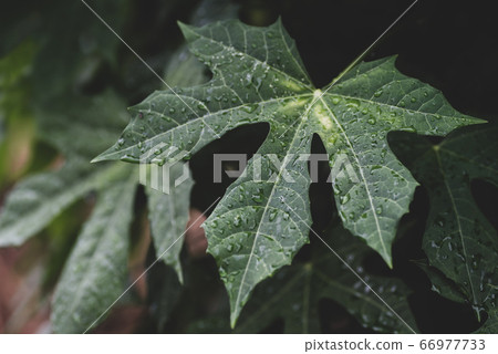 Green leaf with water drop (Chaya plant) in garden, Nature background Green leaf with water drop (Chaya plant) in garden, Nature background 66977733